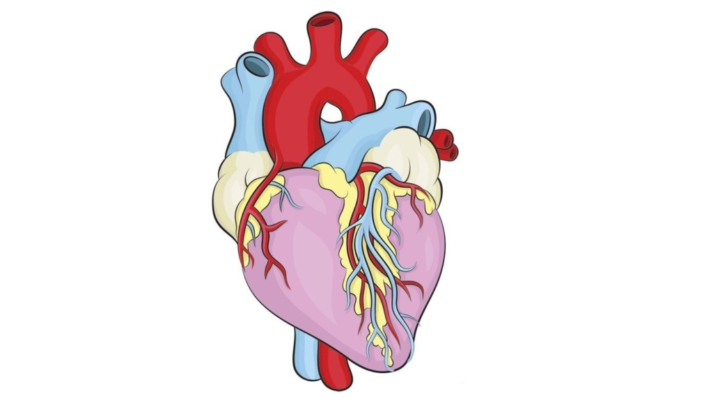 Фото 48 — Эхокардиография для оценки сердца